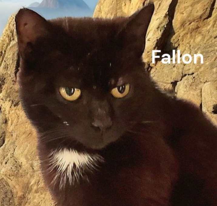 Photo of Fallon