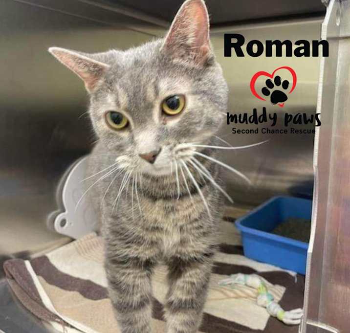 Photo of Roman