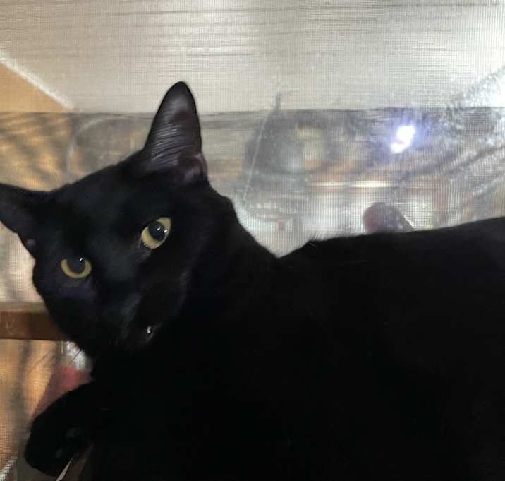 Photo of Piper