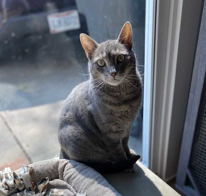 Photo of Mouse
