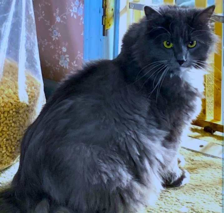 Photo of Tank