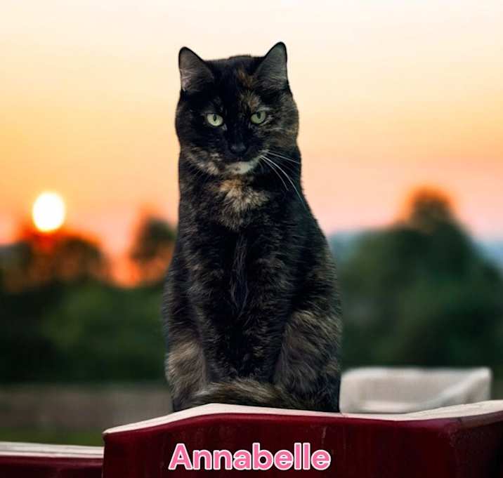 Photo of Annabelle