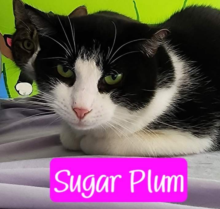 Photo of Sugar Plum