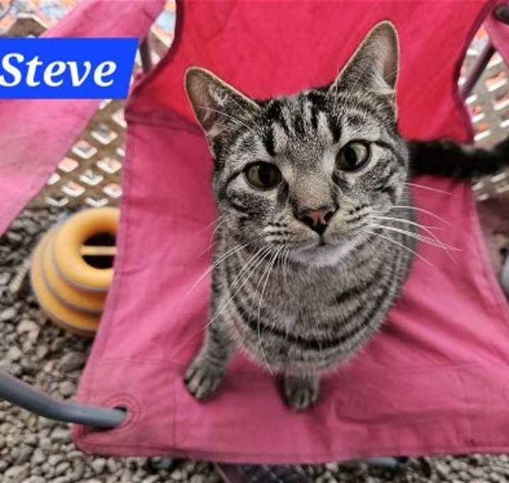 Photo of Steve Rogers  - NC