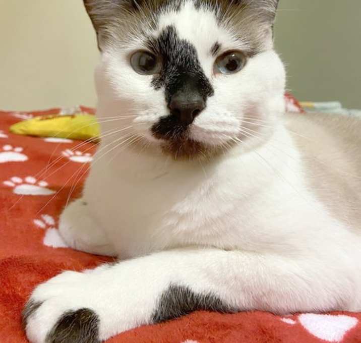 Photo of Hobbes
