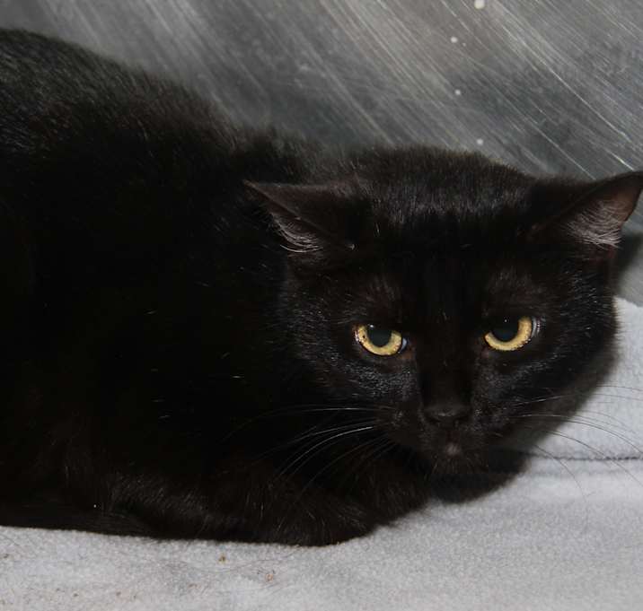 Photo of Morticia (Spayed) Pics 6/6/23