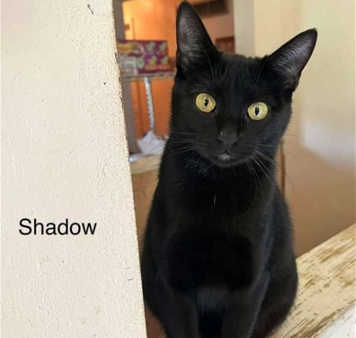Photo of Shadow