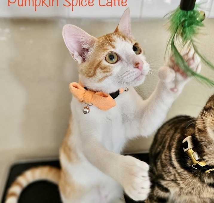 Photo of PUMPKIN SPICE LATTE