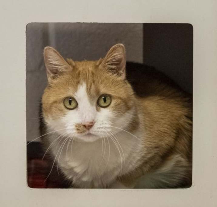 Photo of Peaches