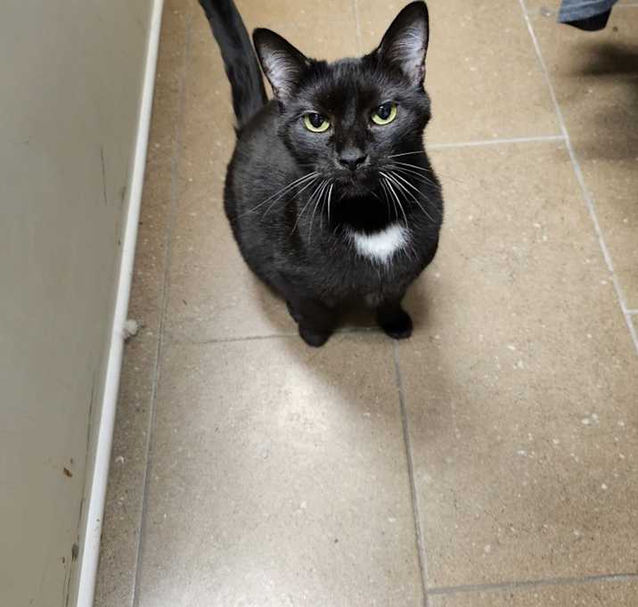 Photo of Ludo