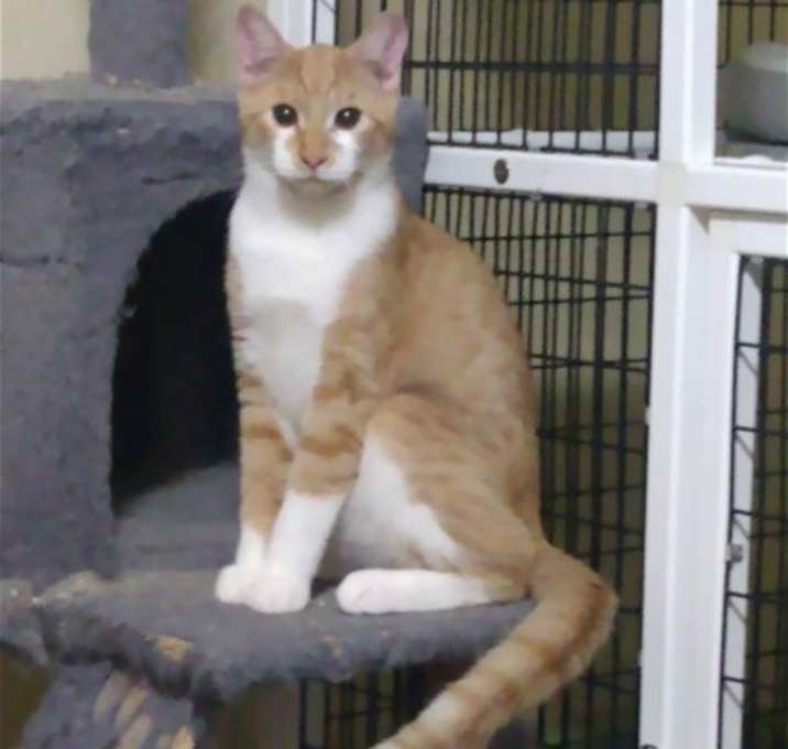 Photo of Fire Star