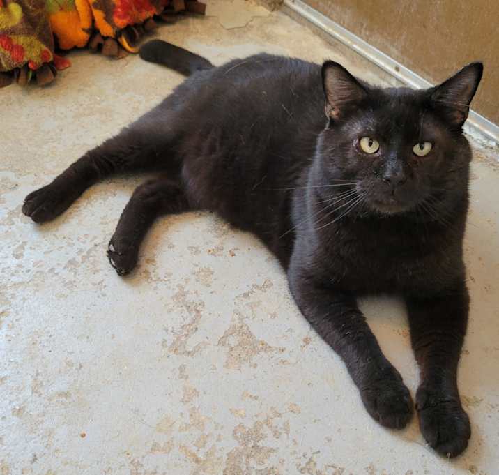 Photo of Bramble