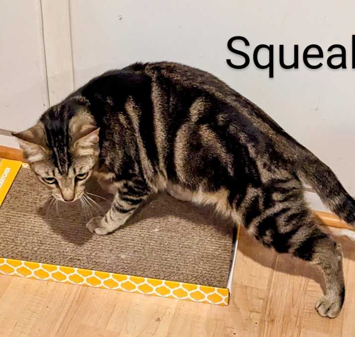 Photo of Squeak