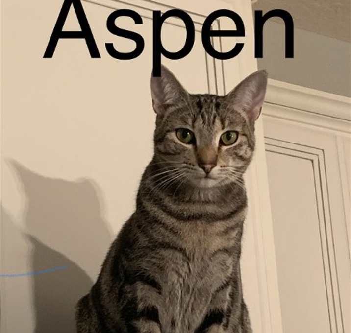 Photo of Aspen