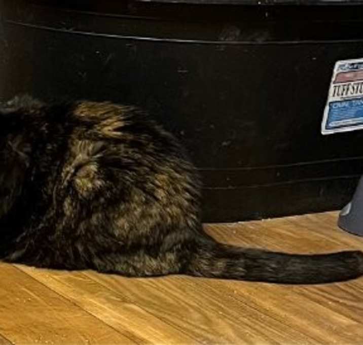 Photo of Lilly - Barn Cat