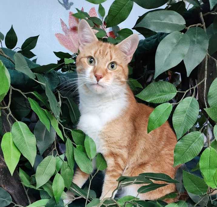 Photo of Rocky