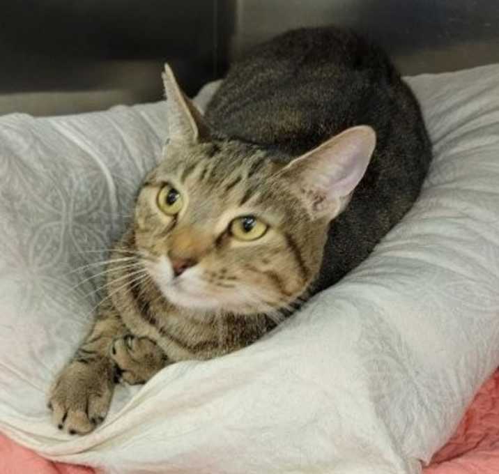 Photo of Mish Mish - PetsmartPlantationFosterHome