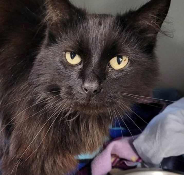 Photo of Midnight