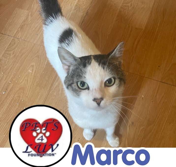 Photo of Marco