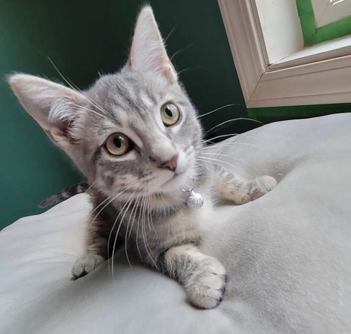 Photo of Moonshine 