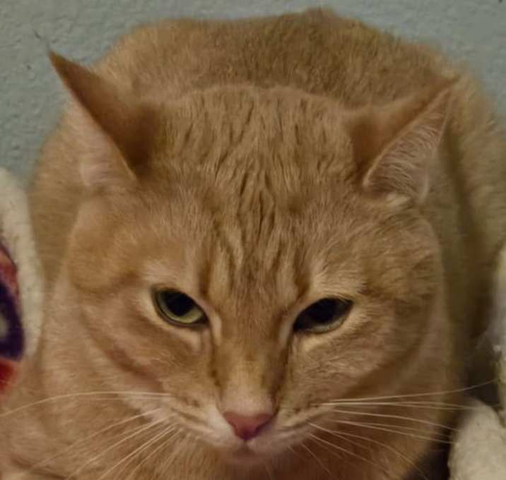 Photo of Popoki (semi feral)