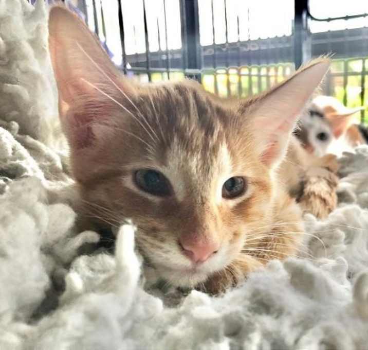 Photo of Ginger Snap