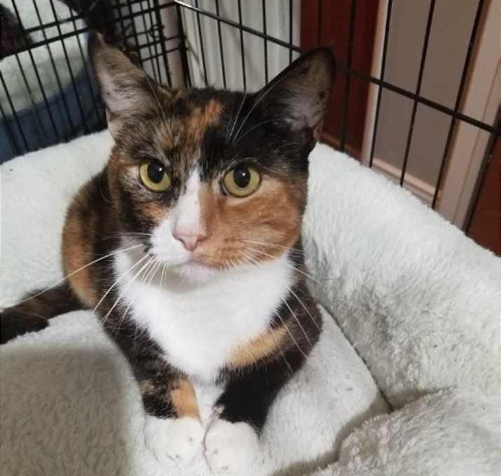 Photo of Queen Isabella