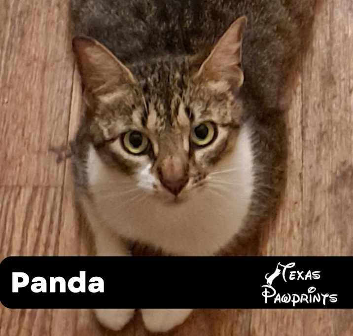 Photo of Panda