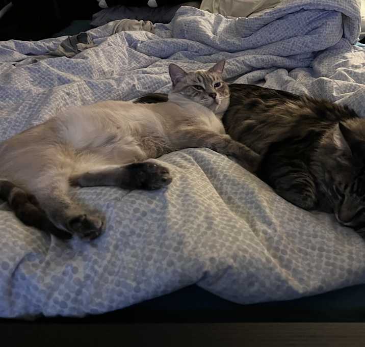 Photo of Genji and Hanzo