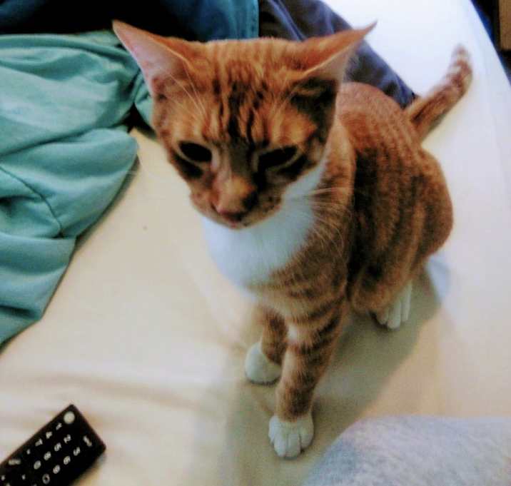 Photo of Samantha- single cat home