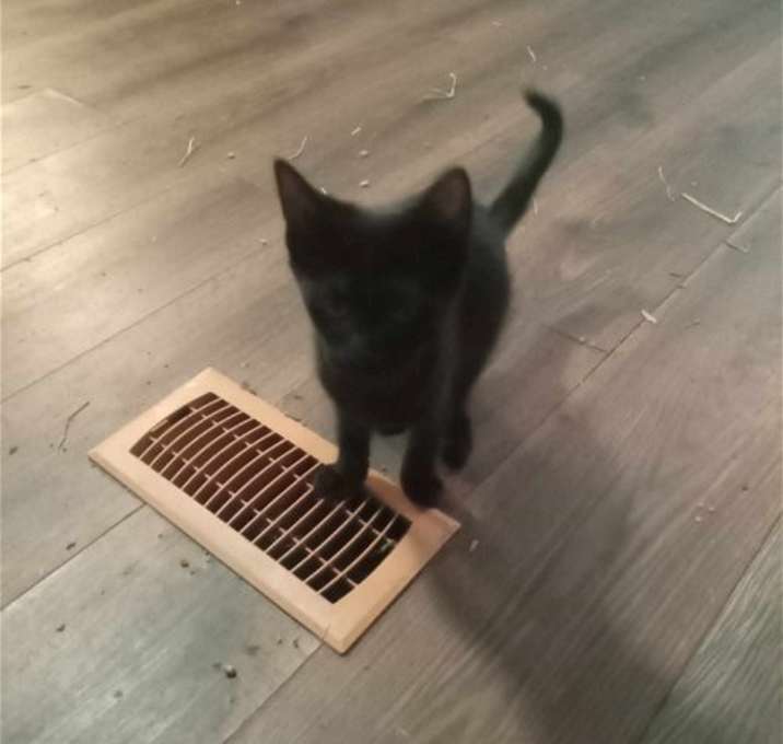 Photo of BUDDY (COURTESY POST)