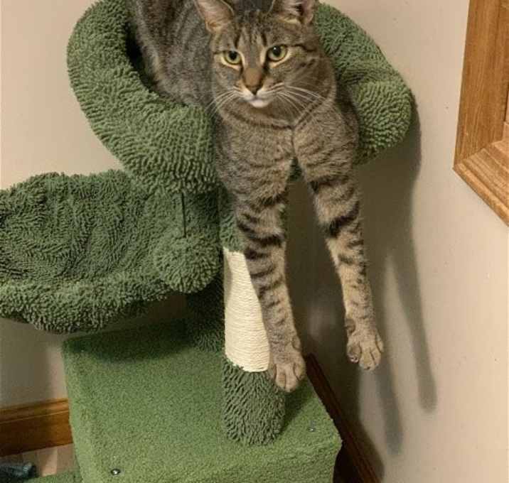 Photo of Raisin Bran 0$ Adoption Fee