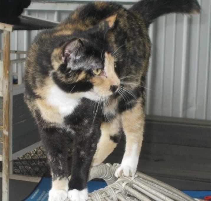 Photo of Smores
