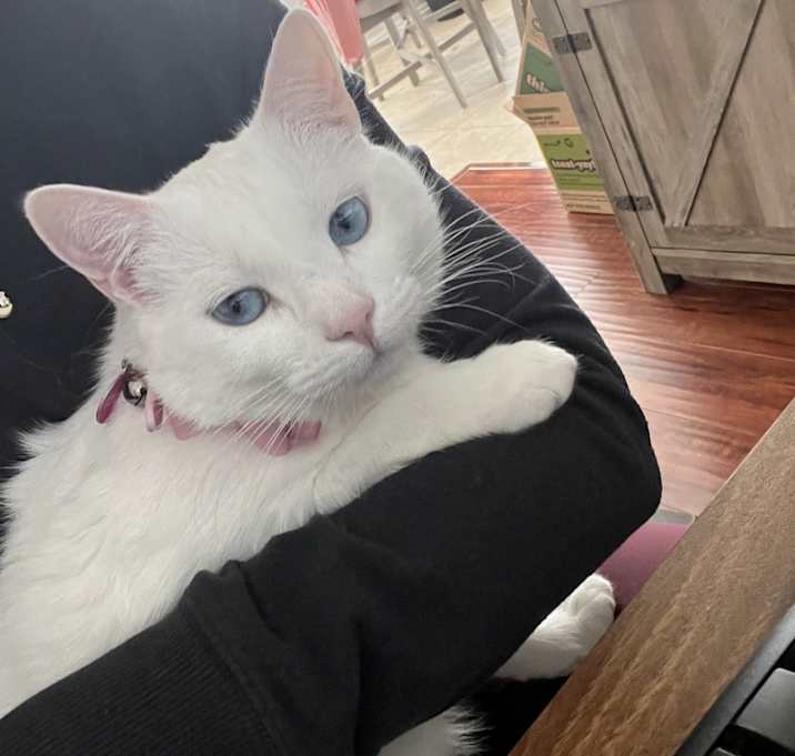 Photo of Kitty