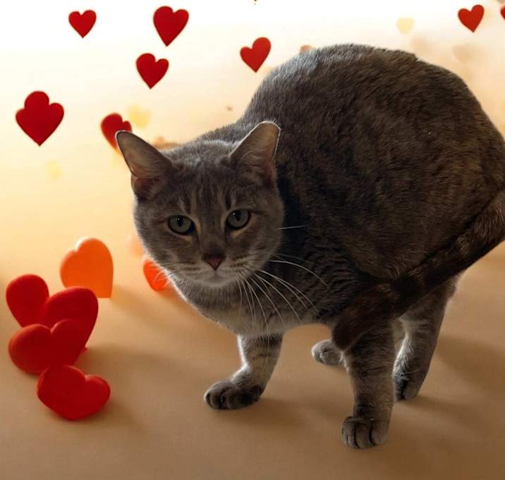 Photo of Biscuits
