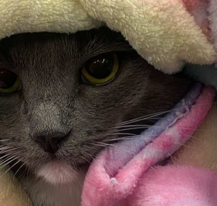 Photo of Twinkie