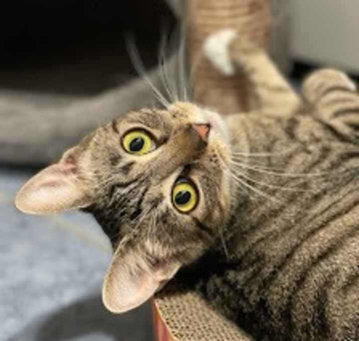 Photo of Truffle