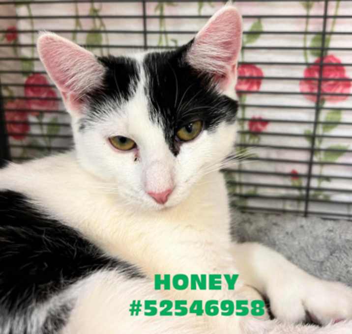 Photo of Honey - # 10
