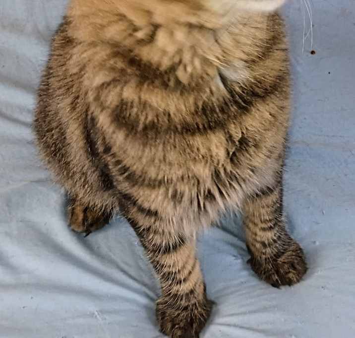 Photo of Fluffy