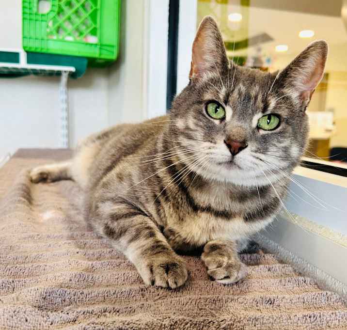 Photo of Cinderheart