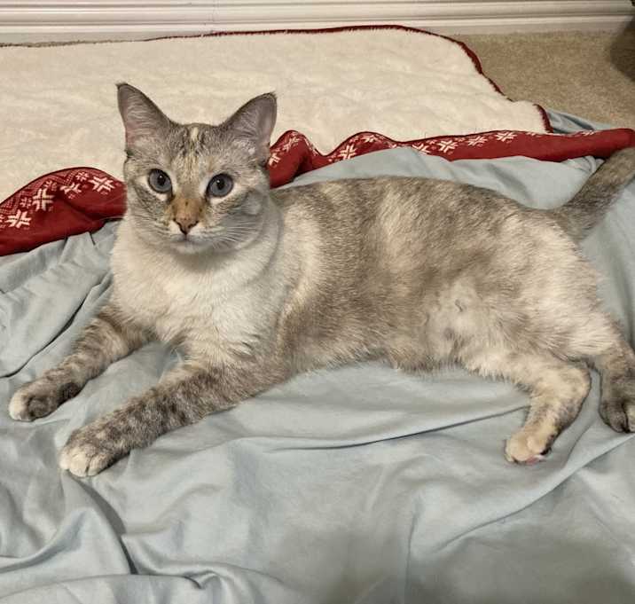 Photo of Mochi
