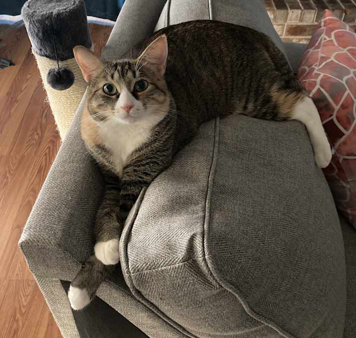 Photo of Rosie