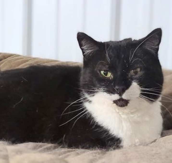 Photo of Pickles (Dottie)
