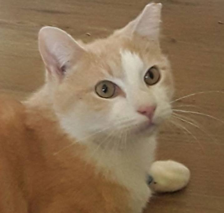 Photo of Jesse (& Jerry) bonded *FEE WAIVED*