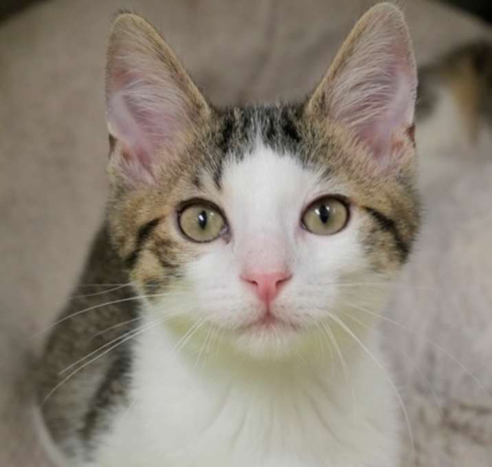 Photo of Pyrite 49818