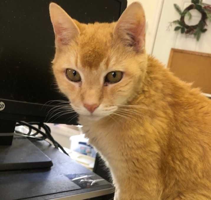 Photo of BUDDY! (4-paw decl
