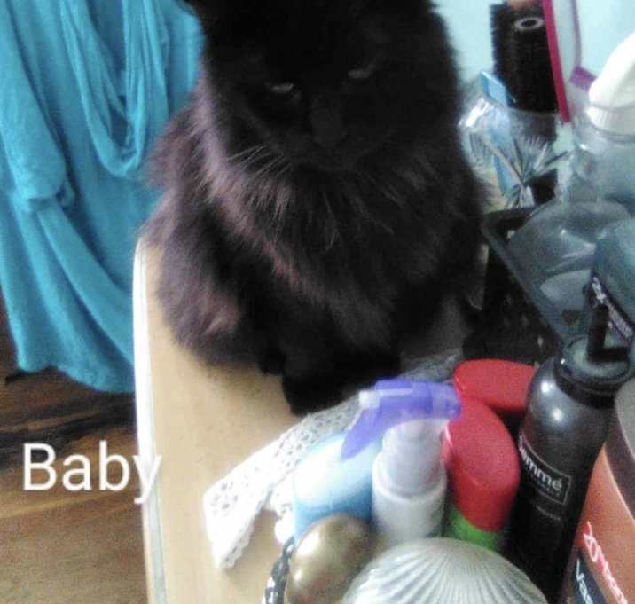 Photo of Baby - loving senior Main Coon