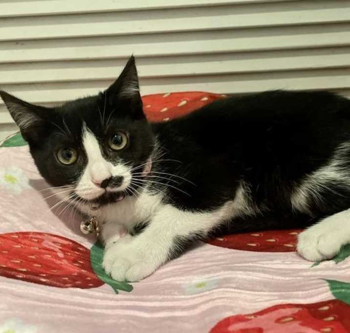 Photo of Dumpling