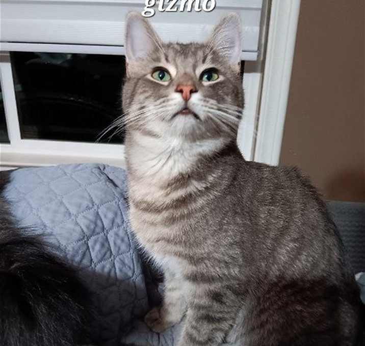 Photo of Gizmo [CP]