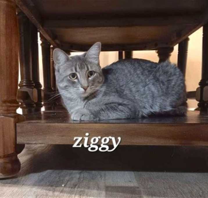 Photo of Ziggy [CP]